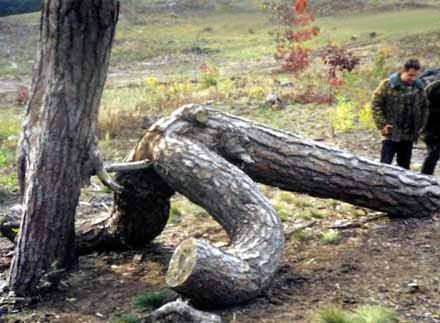 Природа ужасна O_O Природа ужасна O_O